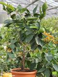 Tahiti lime  ، Bearss lime